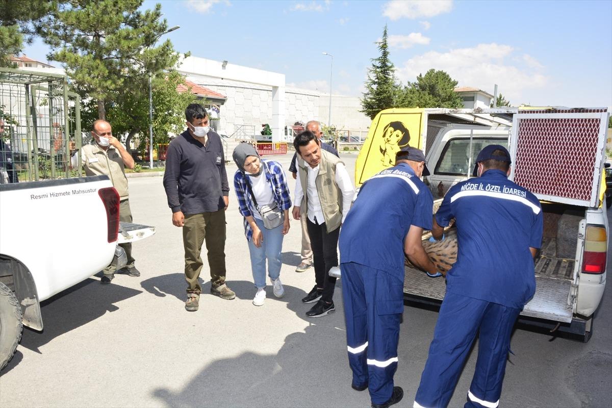 Niğde'de maden ocağının &ccedil;atısına &ccedil;ıkan vaşak uyutularak yakalandı