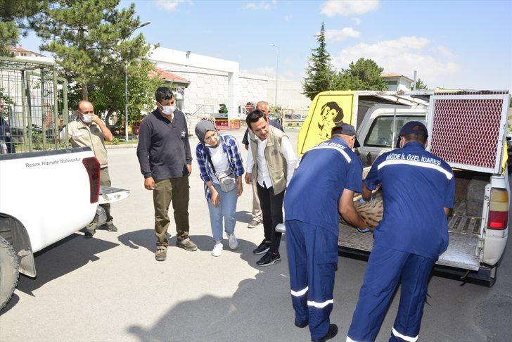 Niğde'de maden ocağının çatısına çıkan vaşak uyutularak yakalandı G1