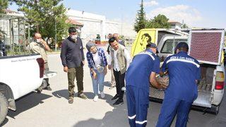 Niğde'de maden ocağının çatısına çıkan vaşak uyutularak yakalandı
