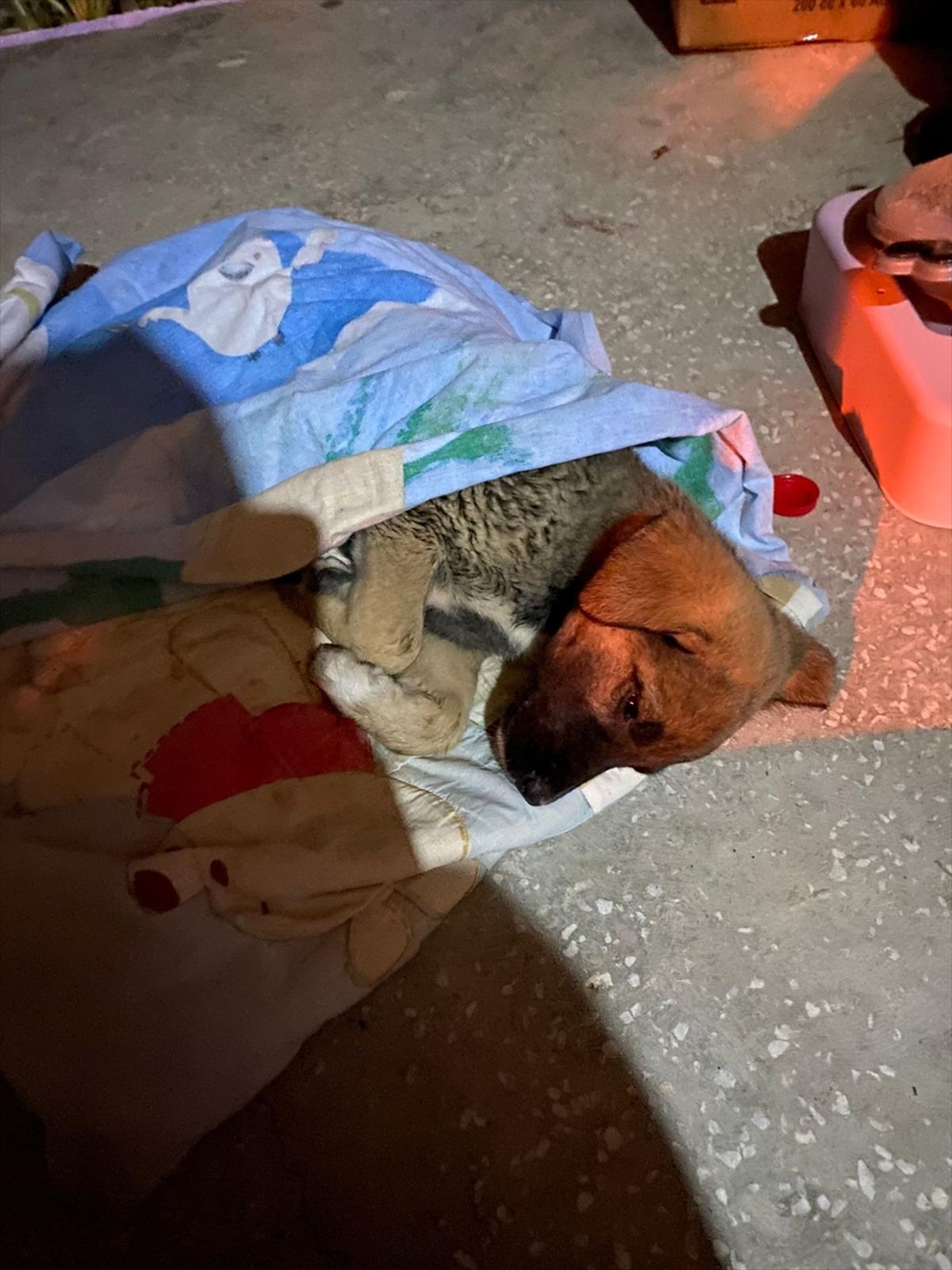 Afyonkarahisar'da 112 ekibi, yaralı k&ouml;peğin yardımına koştu