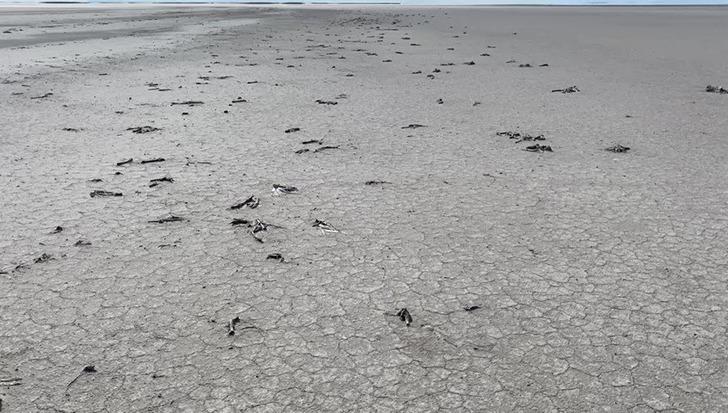 Tuz Gölü'ndeki flamingolar neden öldü? İlk raporda sonuçlar geldi! G1