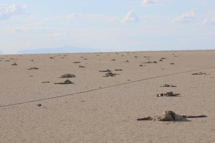 Tuz Gölü'ndeki flamingolar neden öldü? İlk raporda sonuçlar geldi! G2
