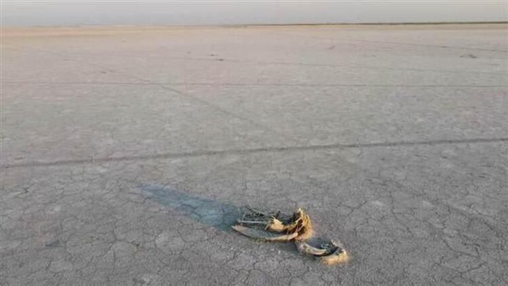 Tuz Gölü'ndeki flamingolar neden öldü? İlk raporda sonuçlar geldi! G4