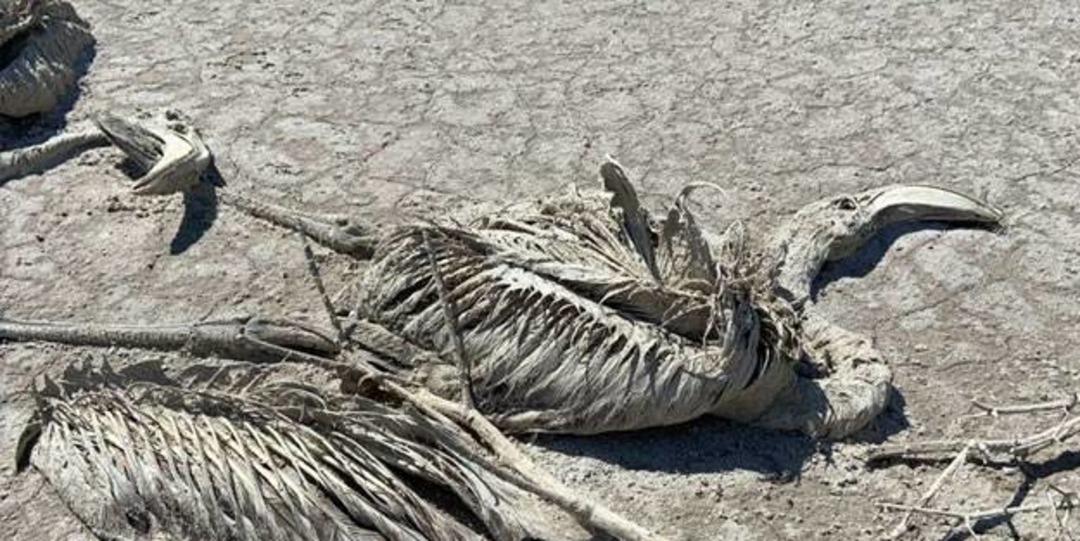 Tuz G&ouml;l&uuml;'ndeki flamingolar neden &ouml;ld&uuml;? İlk raporda sonu&ccedil;lar geldi!