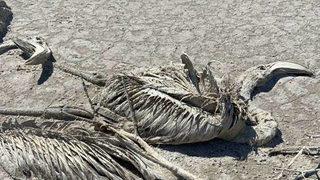 Tuz Gölü'ndeki flamingolar neden öldü? İlk raporda sonuçlar geldi!