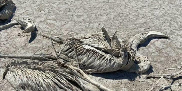 Tuz Gölü'ndeki flamingolar neden öldü? İlk raporda sonuçlar geldi! G5