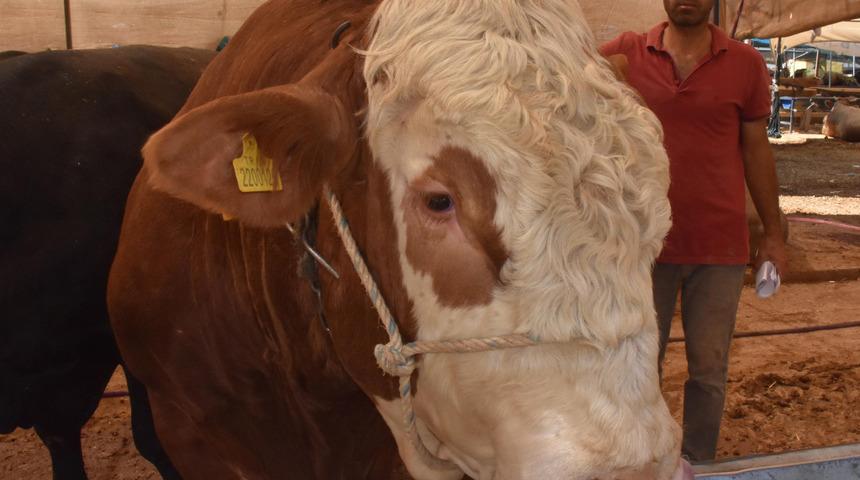 Kurban satıcılarının yüzü güldü! Tüm kurbanlıkları satıp, çadırlarına 'bitti' yazısı astılar