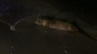 Samsun'da sahilde görüntülendi! Bir anda denizden çıkan su samuru şaşırttı