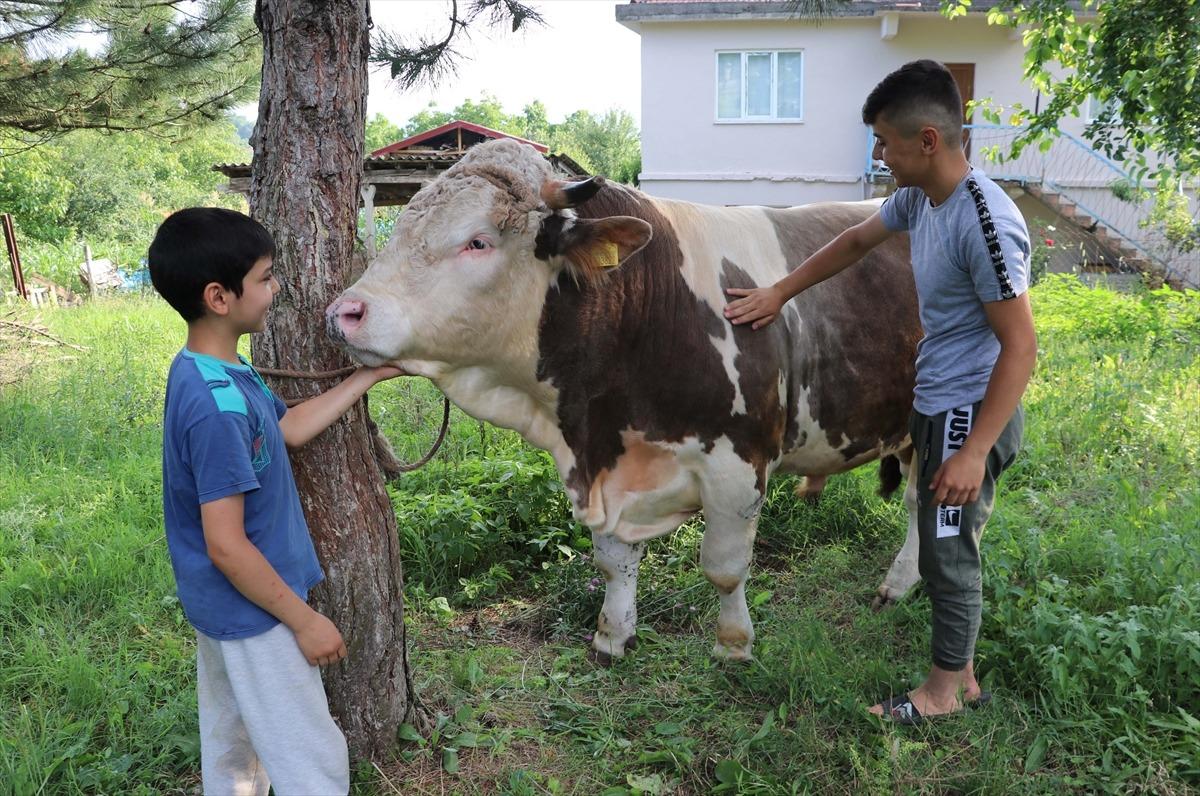 Zonguldak'ta 1 tonluk boğa "Kral" alıcısını bekliyor