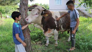 Zonguldak'ta 1 tonluk boğa Kral alıcısını bekliyor