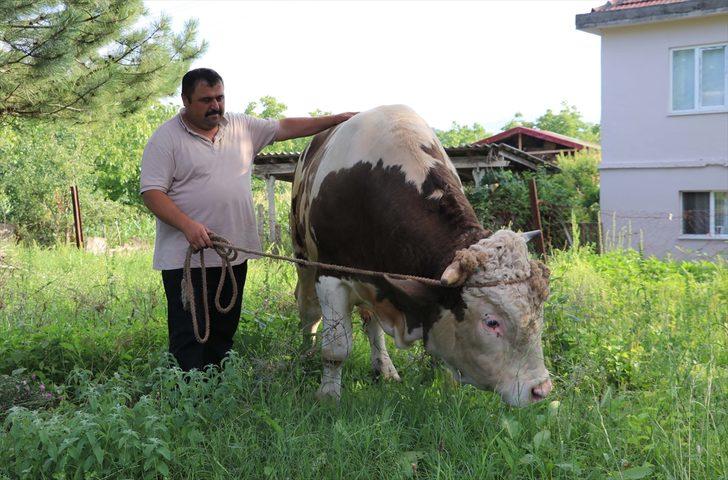Zonguldak'ta 1 tonluk boğa "Kral" alıcısını bekliyor G2