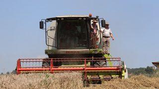 İzmit’te ekilen yerel buğdayların hasadı yapıldı