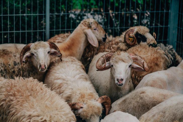 Kurban kesmek farz mı, vacip mi? Kimler kurban kesebilir? G4