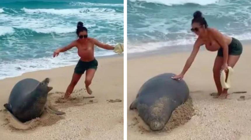 Hawaii'de nesli tükenmekte olan fok balığına dokundu, bedeli ağır oldu