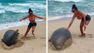 Hawaii'de nesli tükenmekte olan fok balığına dokundu, bedeli ağır oldu