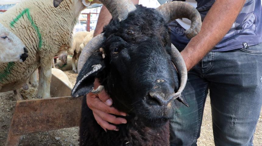 4 boynuzlu 'Bereket' 10 bin liraya satışta: Pahalı ama görüyorsunuz ki farklı bir koç