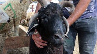 4 boynuzlu 'Bereket' 10 bin liraya satışta: Pahalı ama görüyorsunuz ki farklı bir koç