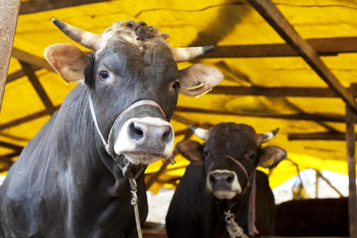 Kurban kesmek farz mı, vacip mi? Kimler kurban kesebilir? G1