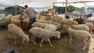 Kızılay, İBB ve İHH kurbanlık fiyatları ne kadar? İşte Kızılay, İHH ve İBB küçükbaş ve büyükbaş kurban bağış fiyatları