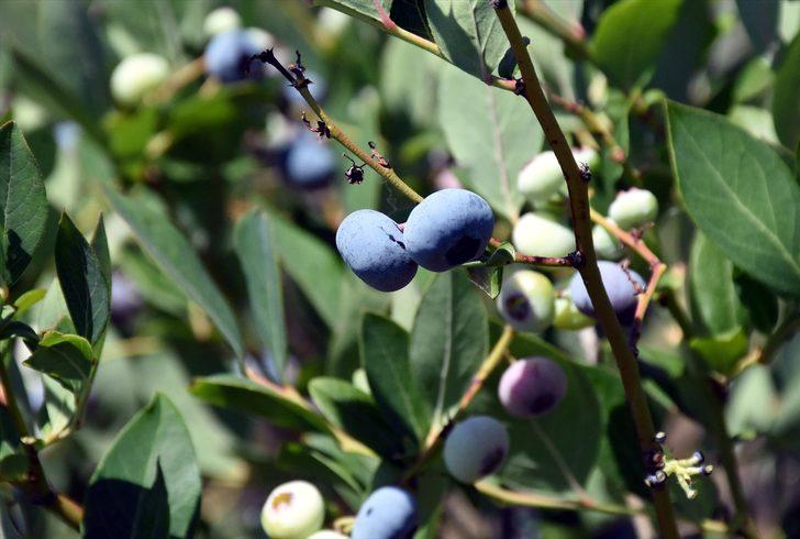 Uludağ eteklerinde atıl kalan tarım arazileri yaban mersiniyle üreticisine "servet" kazandırıyor G1