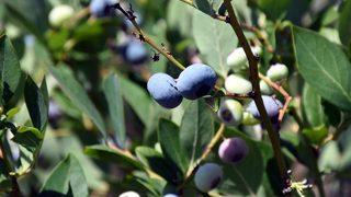 Uludağ eteklerinde atıl kalan tarım arazileri yaban mersiniyle üreticisine servet kazandırıyor