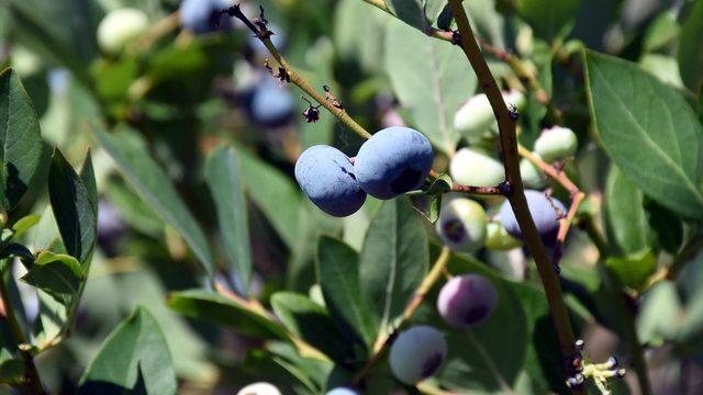 Uludağ eteklerinde atıl kalan tarım arazileri yaban mersiniyle üreticisine servet kazandırıyor