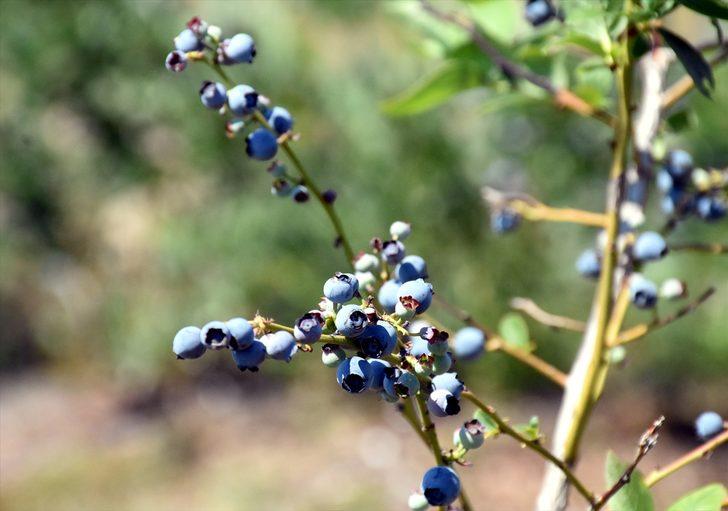 Uludağ eteklerinde atıl kalan tarım arazileri yaban mersiniyle üreticisine "servet" kazandırıyor G2