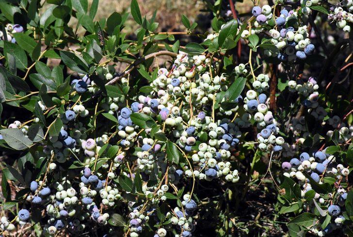 Uludağ eteklerinde atıl kalan tarım arazileri yaban mersiniyle üreticisine "servet" kazandırıyor G3