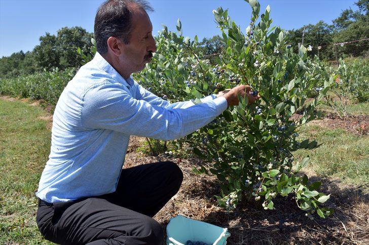 Uludağ eteklerinde atıl kalan tarım arazileri yaban mersiniyle üreticisine "servet" kazandırıyor G5