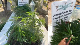 'Bu kadar da olmaz' dedirtti! Anneanne ve dedesinin mezarına kenevir ekti