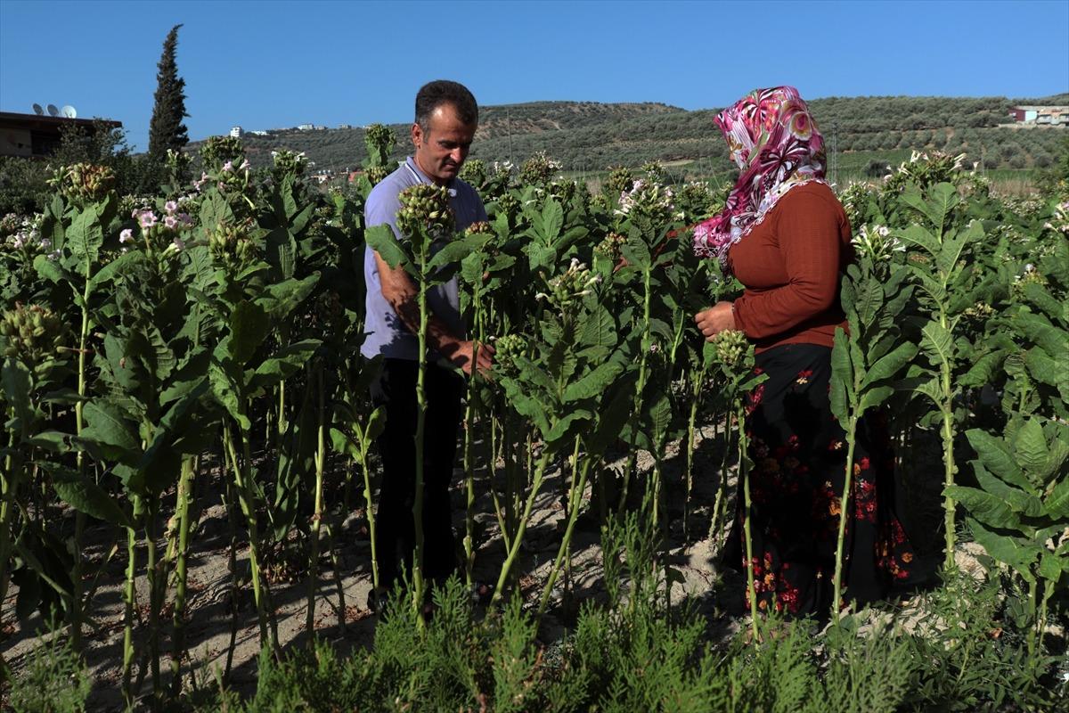 Hatay'da t&uuml;t&uuml;n hasadı başladı