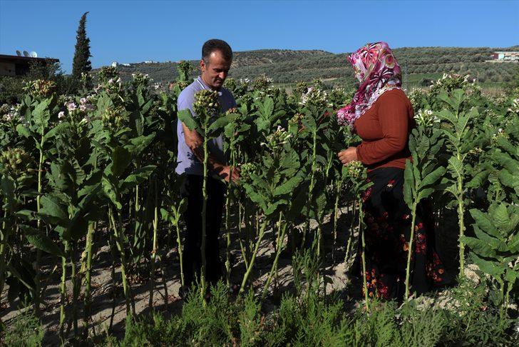 Hatay'da tütün hasadı başladı G1