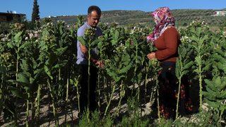 Hatay'da tütün hasadı başladı