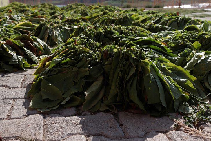 Hatay'da tütün hasadı başladı G2