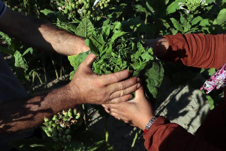 Hatay'da tütün hasadı başladı G3