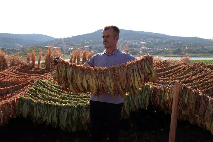 Hatay'da tütün hasadı başladı G4