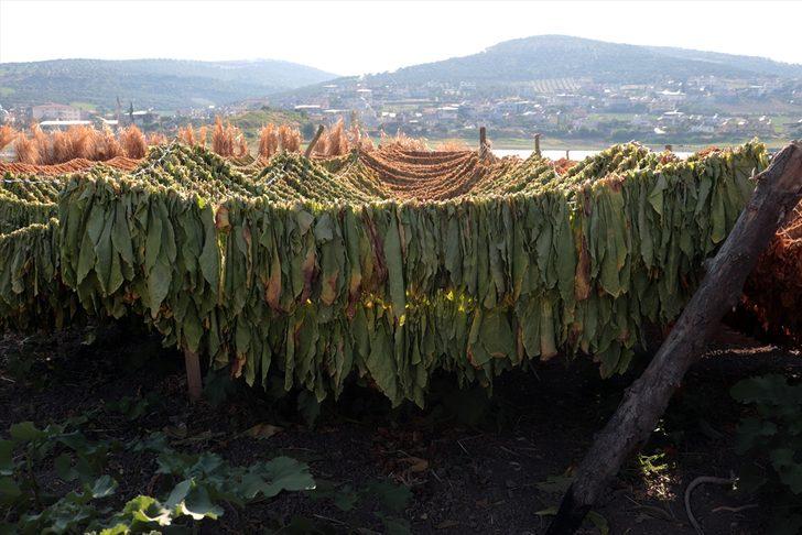 Hatay'da tütün hasadı başladı G5