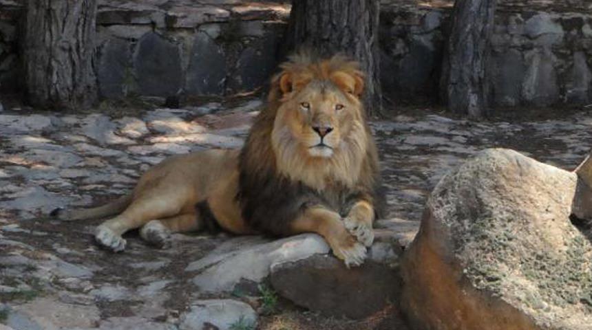 Kafesinden kaçan aslan ve saldırdığı bakıcının sağlık durumu belli oldu