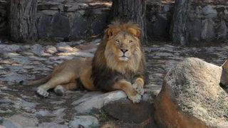 Kafesinden kaçan aslan ve saldırdığı bakıcının sağlık durumu belli oldu