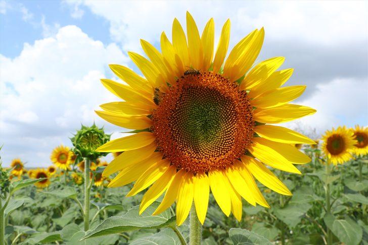 Tekirdağ'da tarlaları sarıya boyayan ayçiçekleri fotoğraf tutkunlarını bekliyor G1