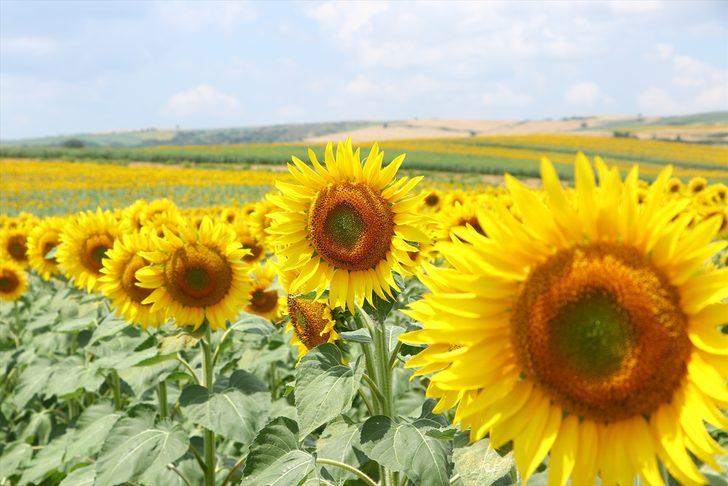 Tekirdağ'da tarlaları sarıya boyayan ayçiçekleri fotoğraf tutkunlarını bekliyor G2