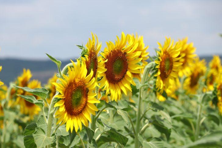 Tekirdağ'da tarlaları sarıya boyayan ayçiçekleri fotoğraf tutkunlarını bekliyor G3