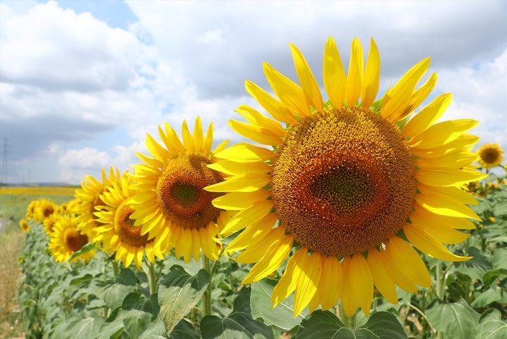 Tekirdağ'da tarlaları sarıya boyayan ayçiçekleri fotoğraf tutkunlarını bekliyor G5
