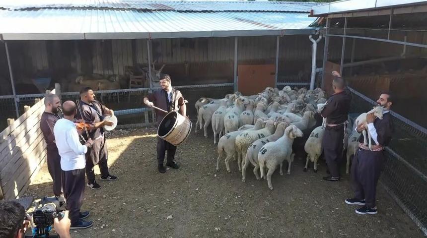 Kurban Bayramı öncesi kuzulara sıra gecesi