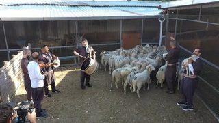 Kurban Bayramı öncesi kuzulara sıra gecesi