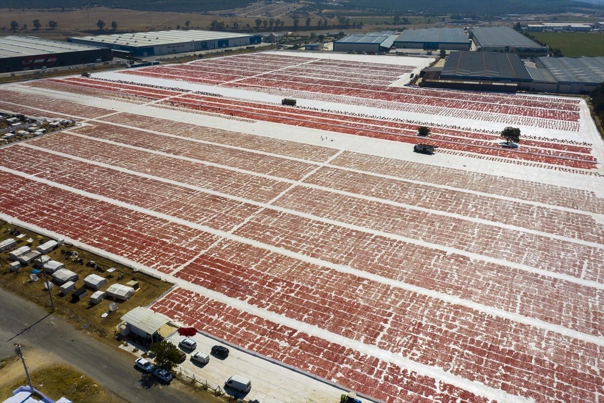Ege ovalarında kuru domates mesaisi başladı