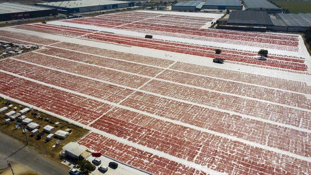 Ege ovalarında kuru domates mesaisi başladı