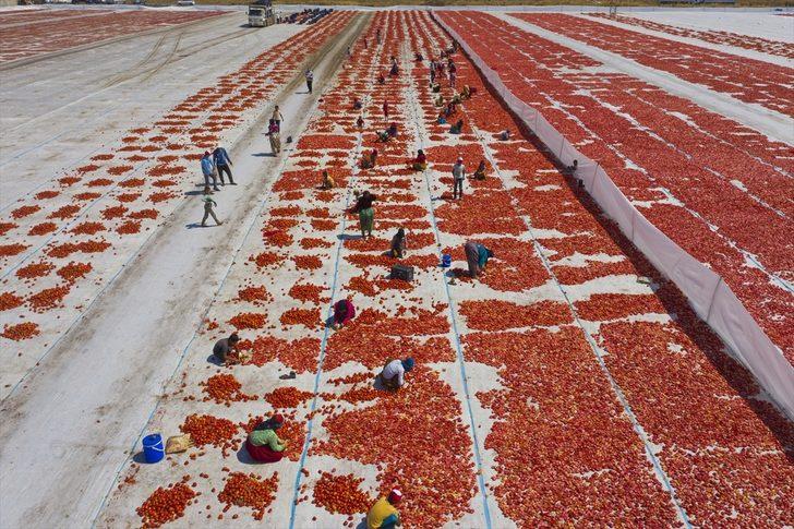 Ege ovalarında kuru domates mesaisi başladı G1