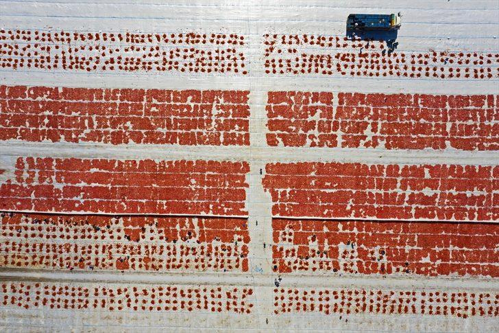 Ege ovalarında kuru domates mesaisi başladı G2