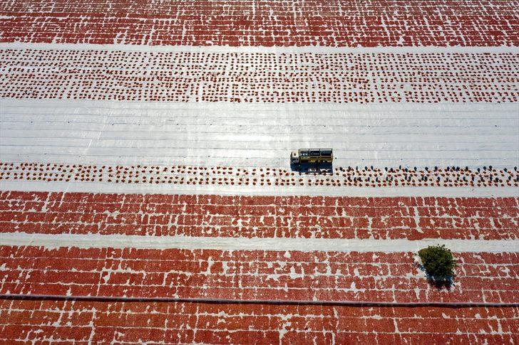 Ege ovalarında kuru domates mesaisi başladı G3